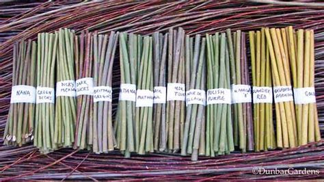 willow tree cuttings for sale